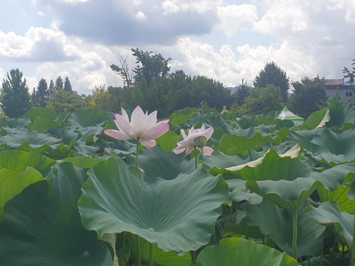 Dumulmeori (Two Rivers Head), Yangpyeong — It's named this because the Namhangang and Bukhangang rivers meet here.
It has a lot of lotus flowers blooming. On weekends, it gets really crowded, so I recommend you go on a weekday. — photo 1
