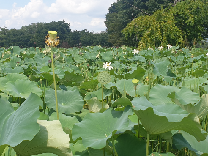Dumulmeori (Two Rivers Head), Yangpyeong — It's named this because the Namhangang and Bukhangang rivers meet here.
It has a lot of lotus flowers blooming. On weekends, it gets really crowded, so I recommend you go on a weekday. — photo 2