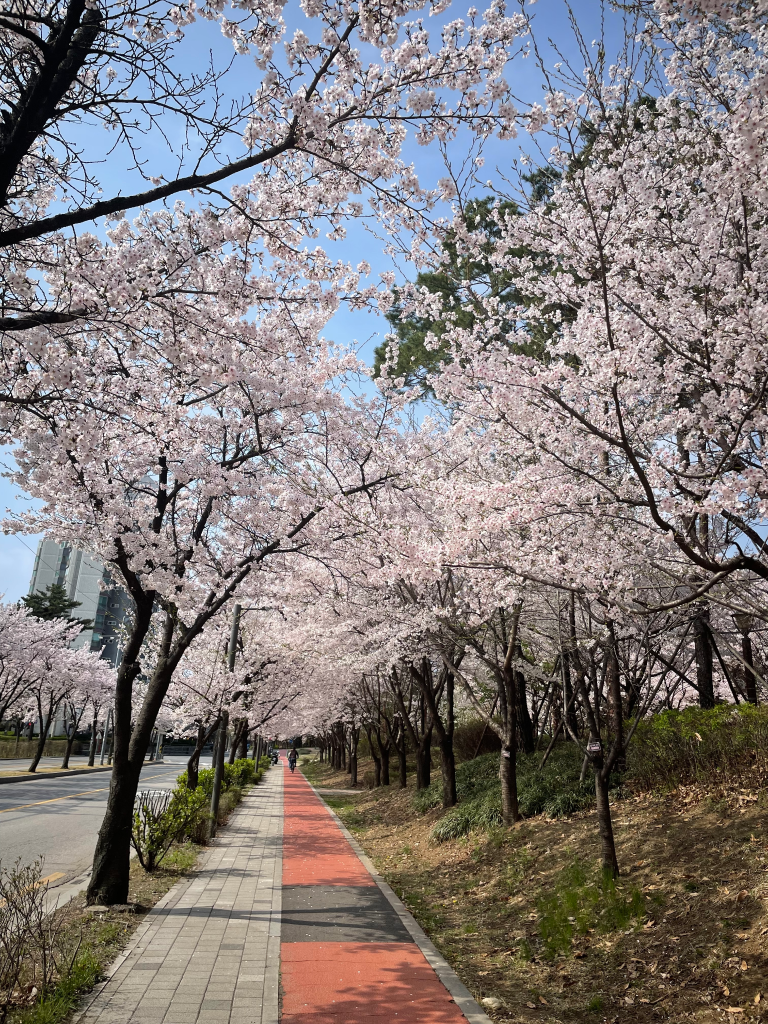 Spring when plum blossoms bloom — photo 3