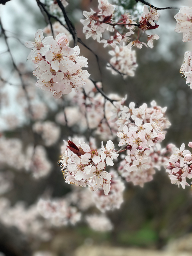 Spring when plum blossoms bloom