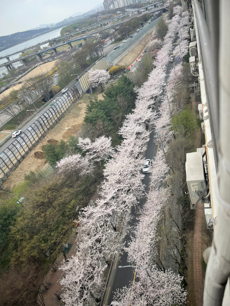 Spring when plum blossoms bloom — photo 4