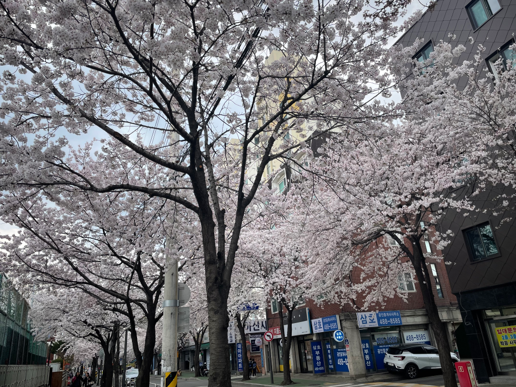 Spring when plum blossoms bloom — photo 5