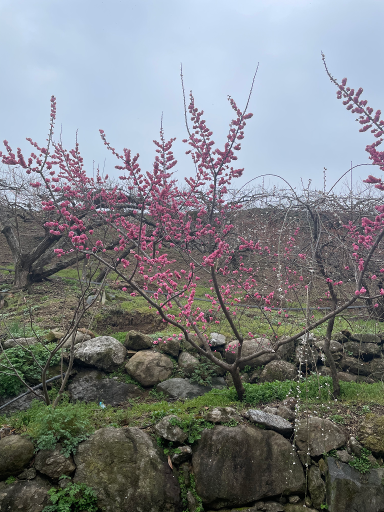 Spring when plum blossoms bloom — photo 2