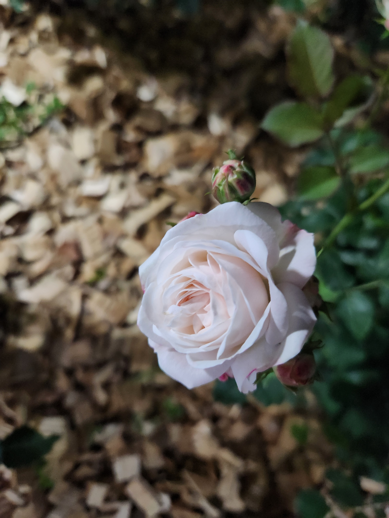 Hangang Rose Festival
I found a rose festival at Hangang Park right by my place, and it was so pretty. — photo 3