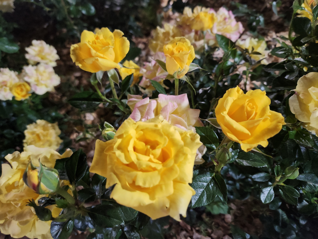 Hangang Rose Festival
I found a rose festival at Hangang Park right by my place, and it was so pretty. — photo 4