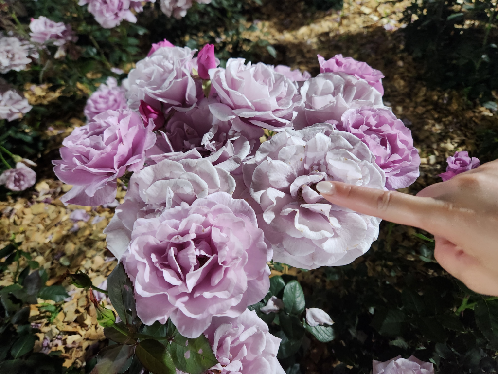 Hangang Rose Festival
I found a rose festival at Hangang Park right by my place, and it was so pretty. — photo 5