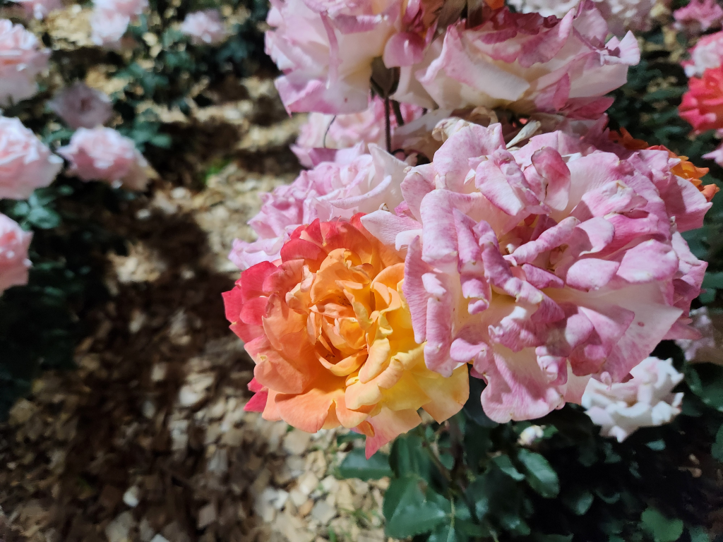Hangang Rose Festival
I found a rose festival at Hangang Park right by my place, and it was so pretty. — photo 2