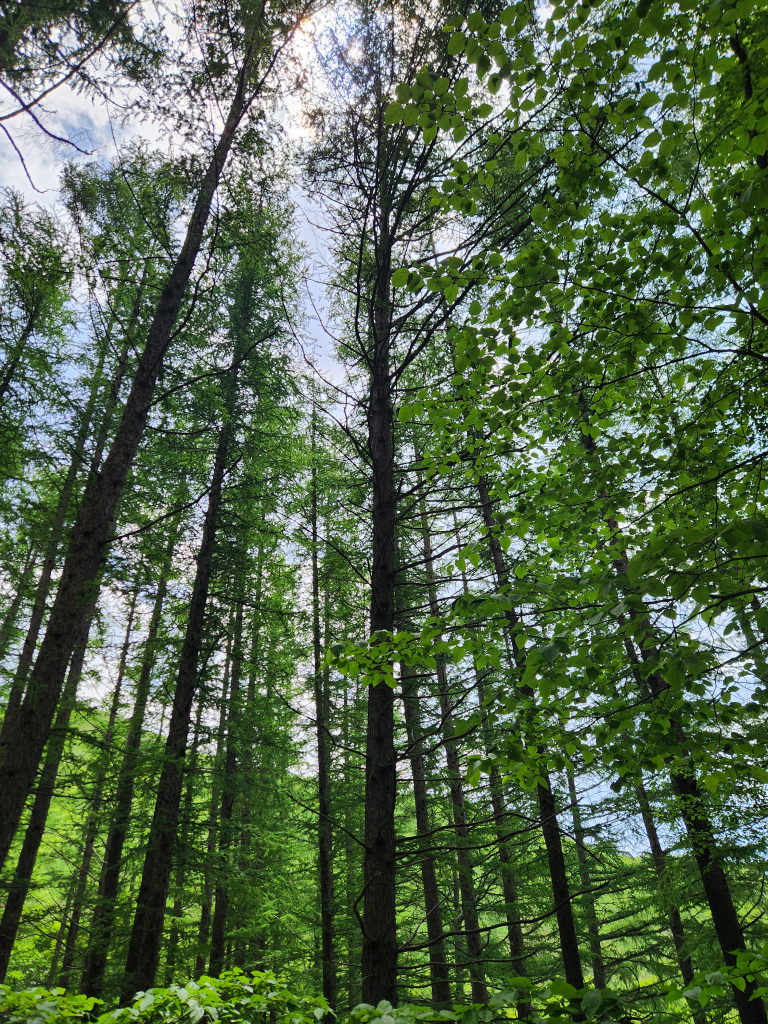 I like camping because I can rest for a while close to nature.
- Hygge Forest