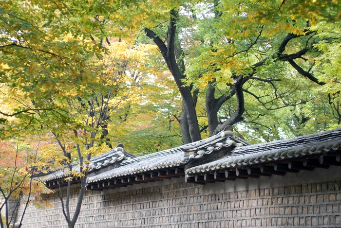 Strolling along the picturesque Deoksugung Doldamgil, the charming stone wall path around Deoksugung Palace. — photo 1