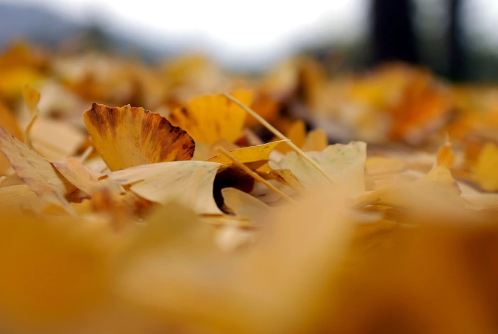 A seasonal view, captured on camera. — photo 1