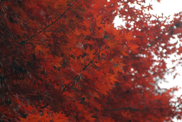 A seasonal view, captured on camera. — photo 3